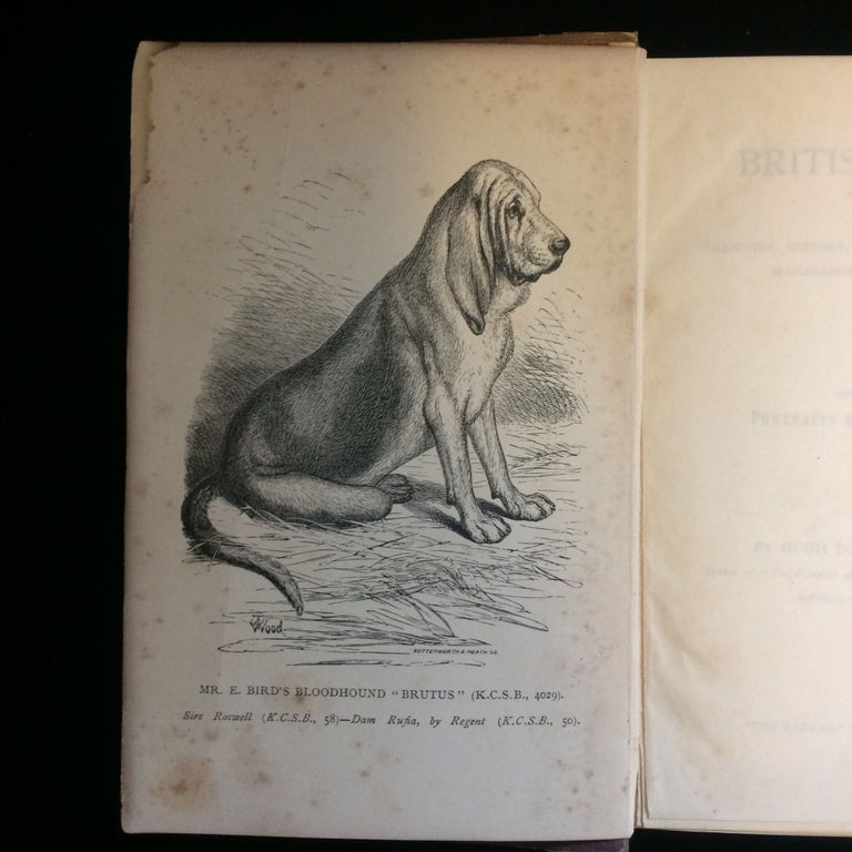 Item #011357 British dogs, their varieties, history, characteristics, breeding, management, and exhibition illustrated with portraits of dogs of the day. Hugh Dalziel, "Corsincon"