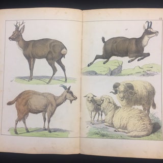 Bilder zum Anschauungs-Unterricht für die Jugend. Enthaltend 30 colorirte Blätter auf cartonirt Papier mit Abbildungen verschiedenartiger Gegenstände