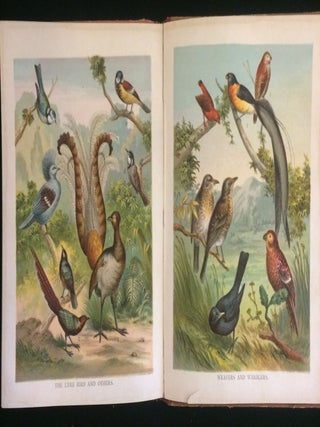 PICTURES AND STORIES FROM NATURAL HISTORY (children's animal book)