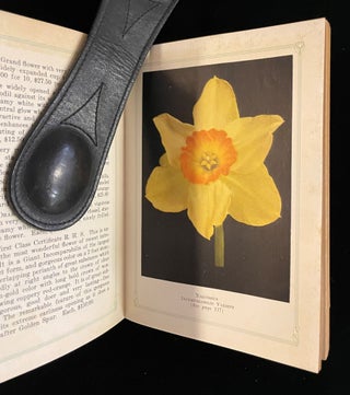 BEAUTY IN BULBS: A TREATISE IN THE LEADING VARITIES OF BULBS SUITABLE FOR OUTDOOR CULTURE AND OF PROVEN MERIT FOR AMERICAN GARDENS