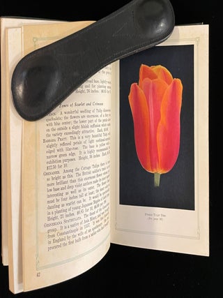 BEAUTY IN BULBS: A TREATISE IN THE LEADING VARITIES OF BULBS SUITABLE FOR OUTDOOR CULTURE AND OF PROVEN MERIT FOR AMERICAN GARDENS