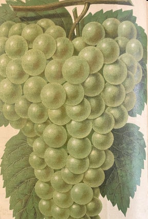 Item #013033 GREEN'S FRUIT GROWER: THE GRAPE. Charles A. Green, NIAGARA GRAPE