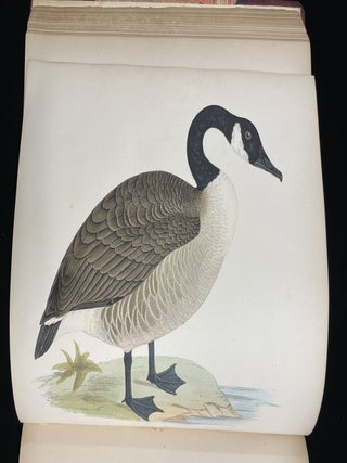 BRITISH GAME BIRDS AND WILDFOWL