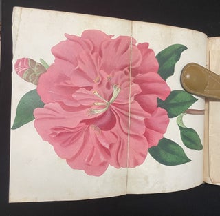 Item #013489 Paxton's Magazine of Botany, and Register of Flowering Plants. (Volume 3). J. Paxton